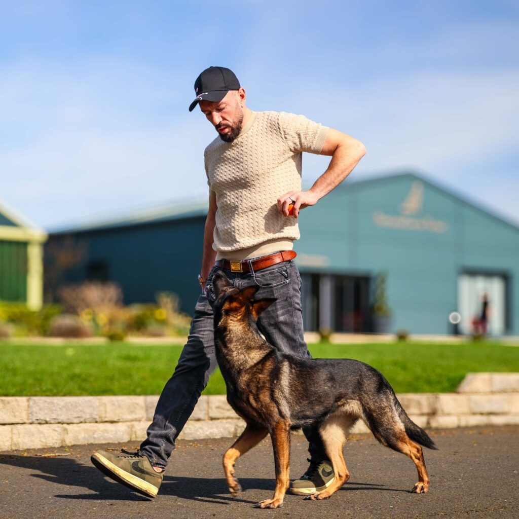 Taz training a German Shepherd to heel outside Heronswood Canine Retreat